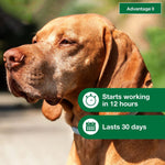 Load image into Gallery viewer, Advantage II Flea Treatment for Dogs, 21-55 lbs
