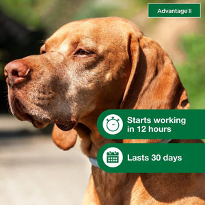 Advantage II Flea Treatment for Dogs, 21-55 lbs