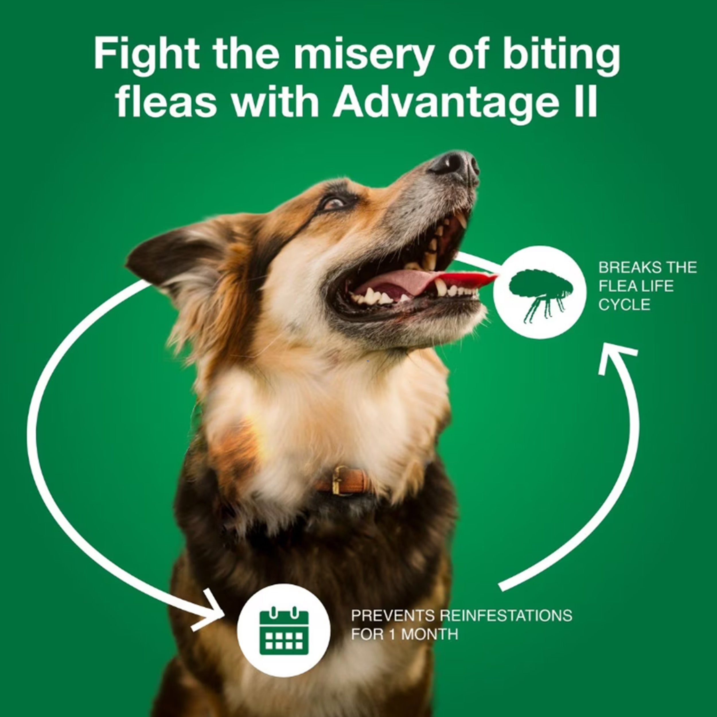 Advantage II Flea Treatment for Dogs, 21-55 lbs