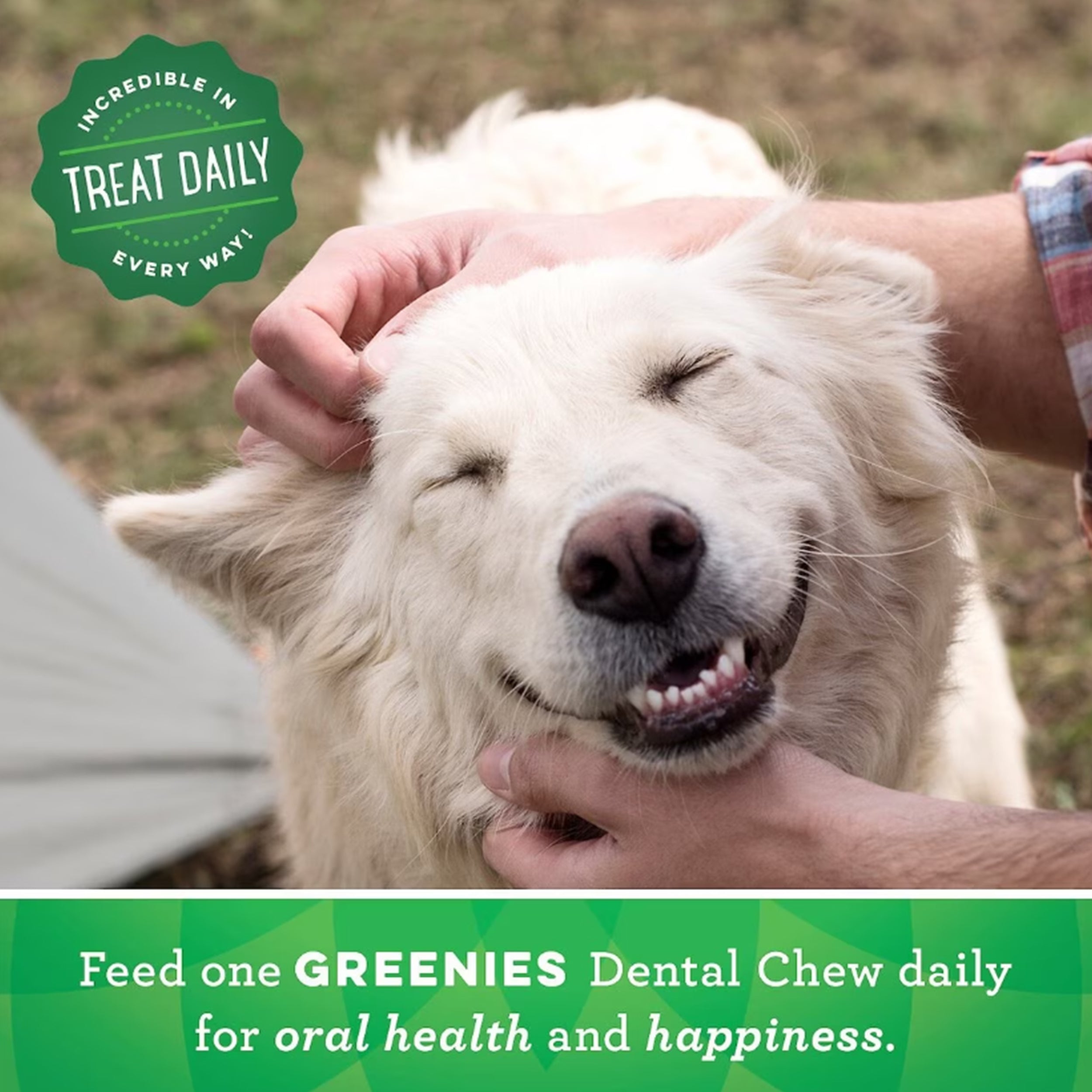 Greenies Bursting Blueberry Regular Dental Dog Treats, 12 count