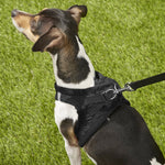 Load image into Gallery viewer, Best Pet Supplies Voyager Padded Fleece Dog Harness
