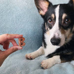 Load image into Gallery viewer, Bocce's Bakery Dailies Sweet Dreams Bananas + Honey Recipe Dog Treats, 6-oz

