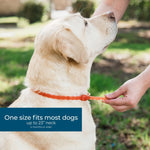 Load image into Gallery viewer, Natural Flea, Tick &amp; Mosquito Repellent Small to Medium Dogs Collar, Peppermint
