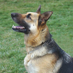 Load image into Gallery viewer, Fur Saver Training Dog Chain Slip Collar
