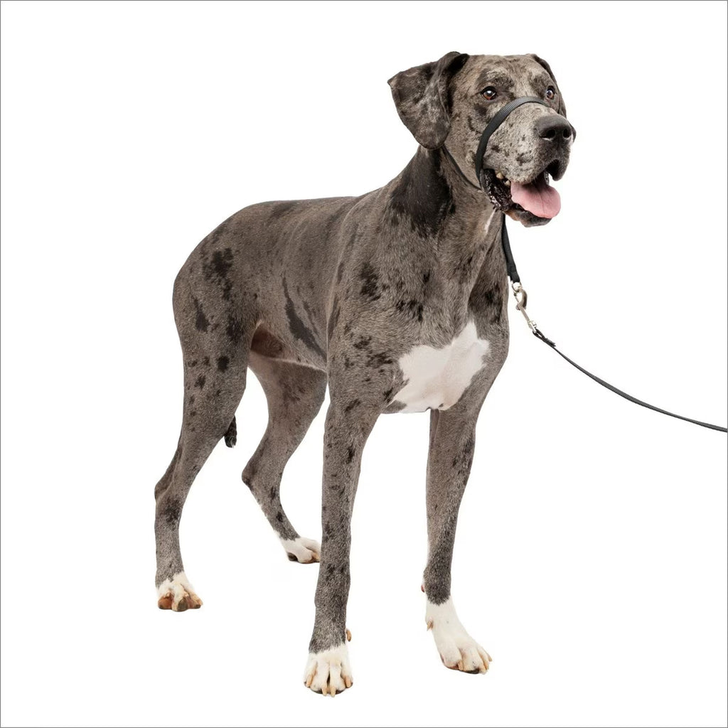 PetSafe Gentle Leader Padded No Pull Dog Headcollar, Royal Blue