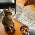 Load image into Gallery viewer, Cat sitting on a wooden floor with a person holding a bowl of cat treats.
