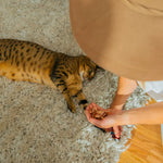 Load image into Gallery viewer, Person feeding a cat treats on a carpeted floor
