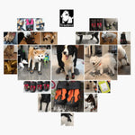 Load image into Gallery viewer, Truelove Anti-Slip Dog Shoe with Hook&amp;Loop Design
