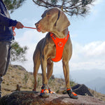 Load image into Gallery viewer, Truelove Anti-Slip Dog Shoe with Hook&amp;Loop Design
