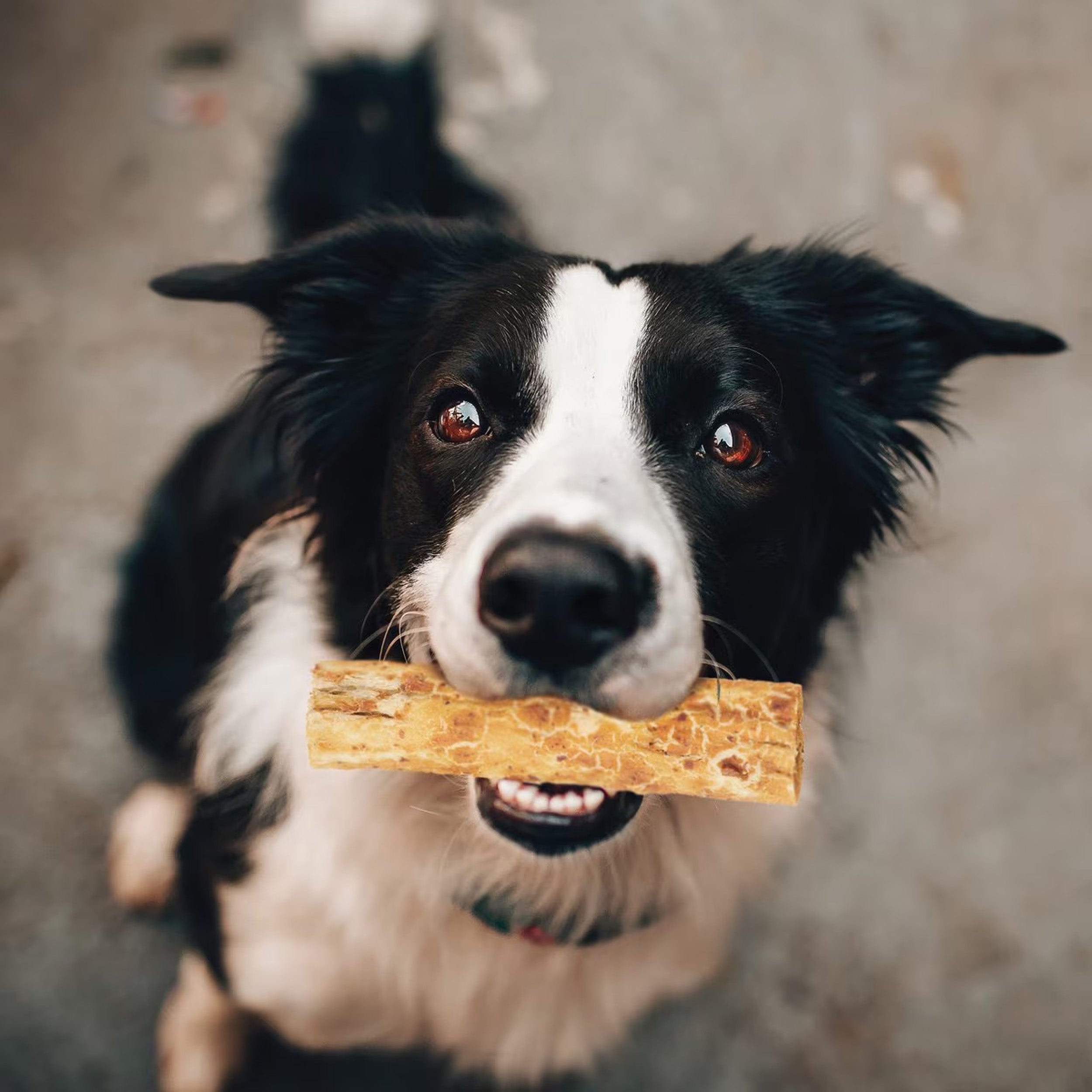 Fieldcrest Farms, Beef, Natural Chew Dog Treats, 1 count