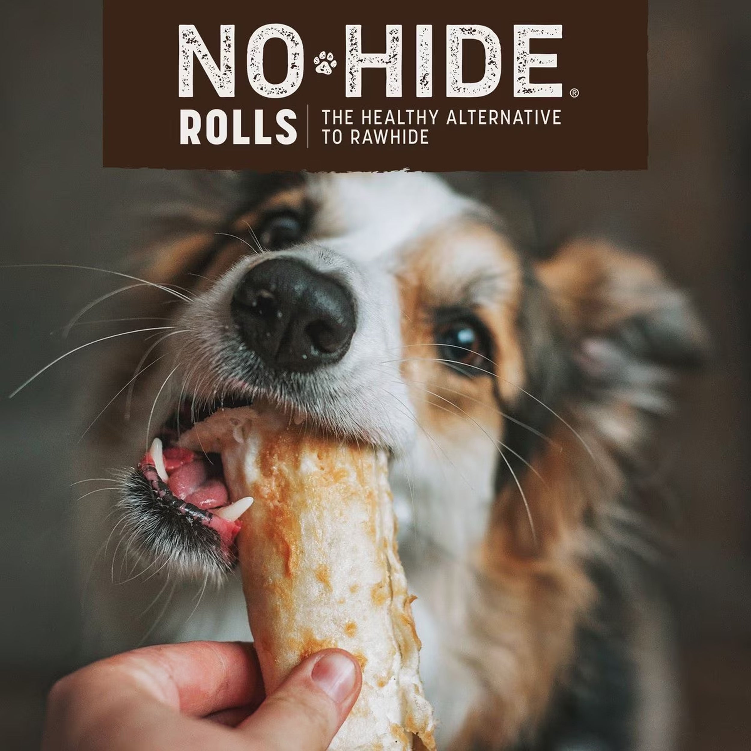 Earth Animal No-Hide Dog Chew, Salmon, 1-Count