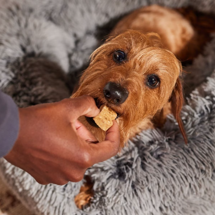 Bocce's Bakery Bac'n Nutty PB & Bacon Recipe Soft & Chewy Dog Treats