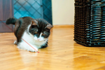 Load image into Gallery viewer, KONG Laser Cat Toy
