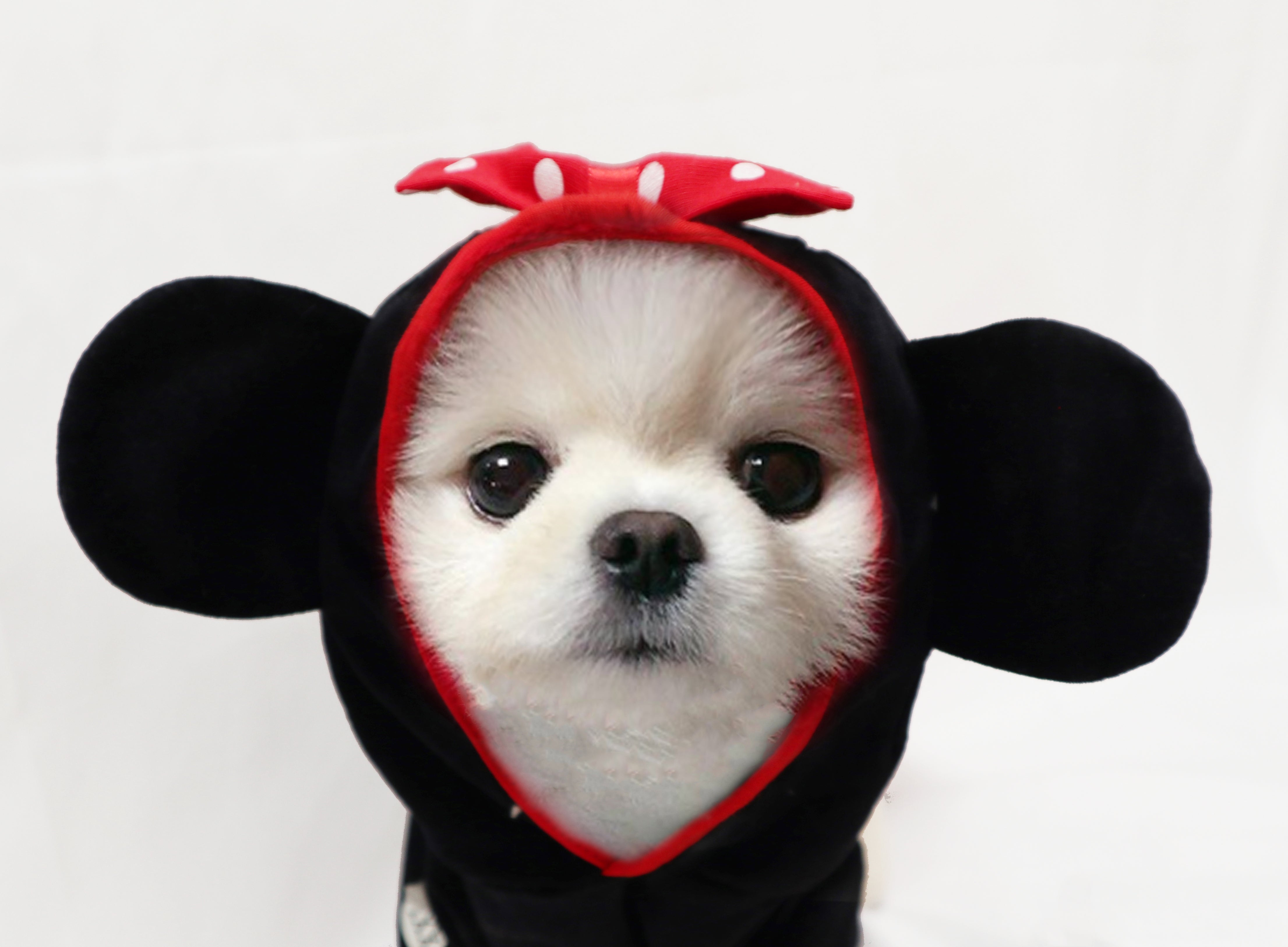 Sweethearts Mickey / Minnie Mouse Sweater Costume for Dogs