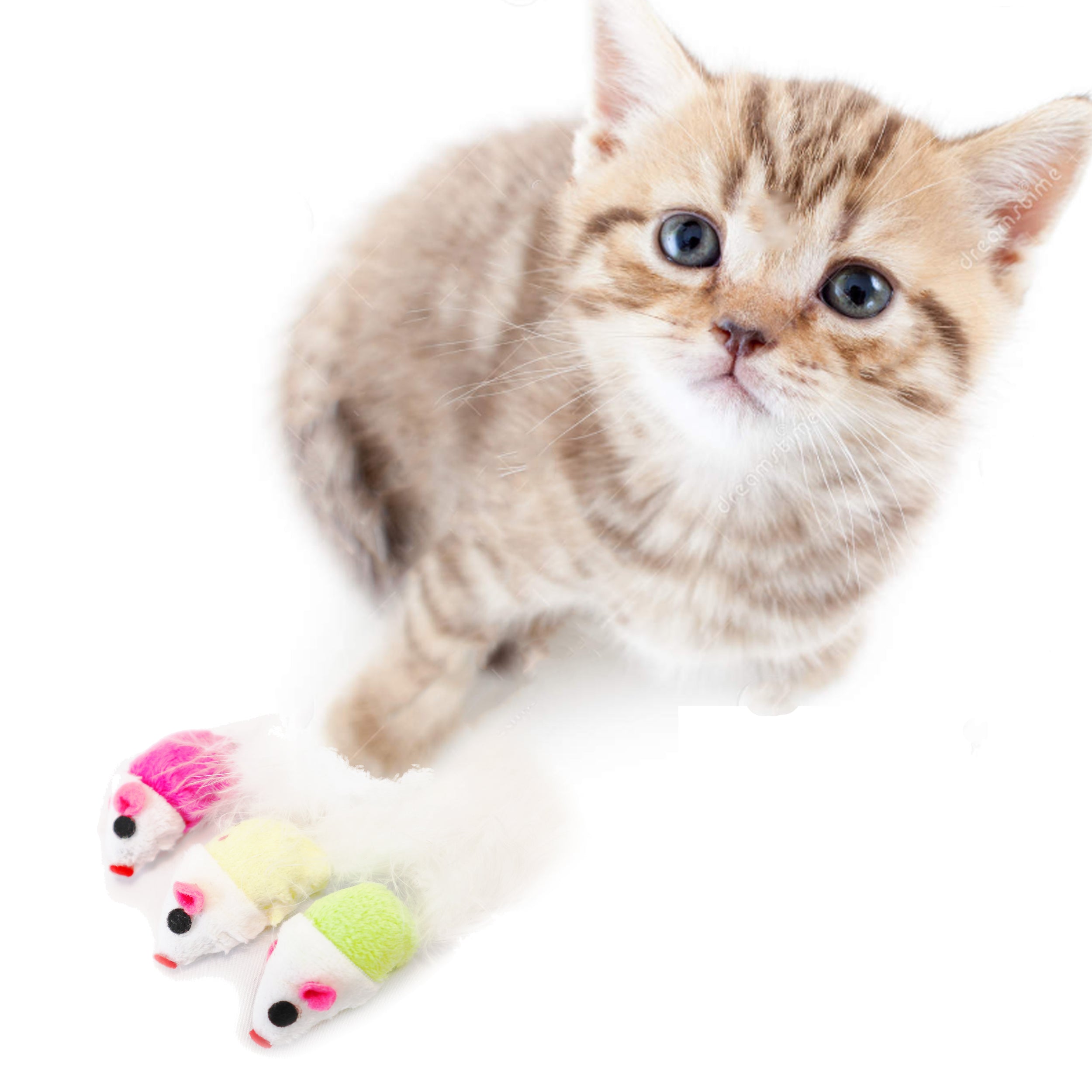 Kitten with three piece mouse cat toy, Green, pink, and yellow mouse cat toy for kittens and cats