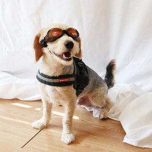 Doggles ILS - Protective Eyewear Glasses for Dogs